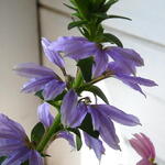 Scaevola MIXMASTERS 'Fancy Blue' - Waaierbloem