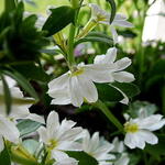 Scaevola MIXMASTERS 'Fancy White' - Waaierbloem