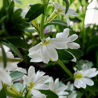 Scaevola MIXMASTERS 'Fancy White'