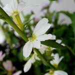 Scaevola MIXMASTERS 'Fancy White' - Waaierbloem