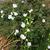 Campanula persicifolia 'Alba'