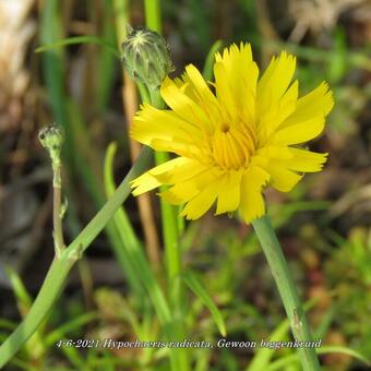 Hypochaeris radicata