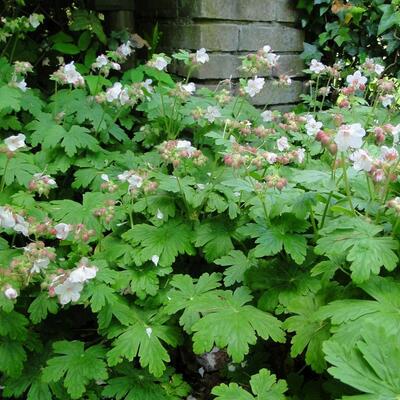 Ooievaarsbek - Geranium macrorrhizum 'Spessart'