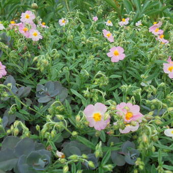 Helianthemum 'Rhodanthe Carneum'