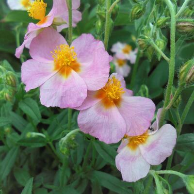 Zonneroosje - Helianthemum 'Rhodanthe Carneum'