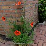 Papaver dubium - Bleke klaproos