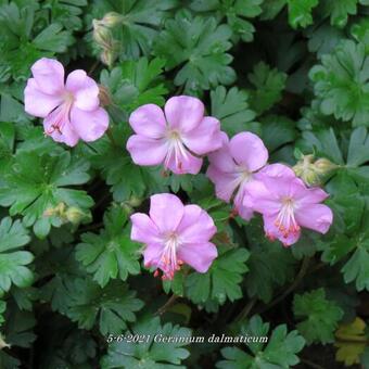 Geranium dalmaticum