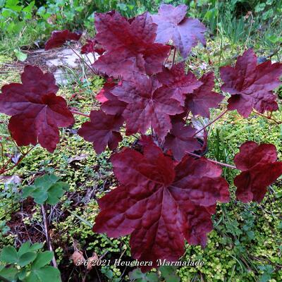 Purperklokje - Heuchera 'Marmalade'