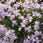 Dianthus gratianopolitanus 'La Bourboule' - Rotsanjer