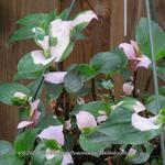 Tradescantia fluminensis 'Maiden's Blush' - Eéndagsbloem