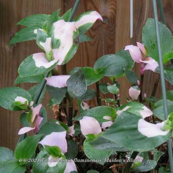 Tradescantia fluminensis 'Maiden's Blush'