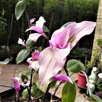 Tradescantia andersoniana 'Blushing Bride'