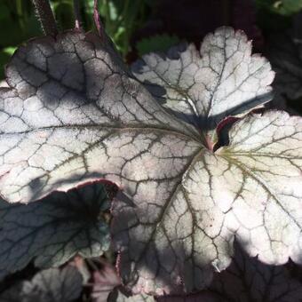 Heuchera 'Silver Scrolls'