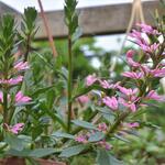 Scaevola aemula 'WHIRLWIND Pink' - Waaierbloem