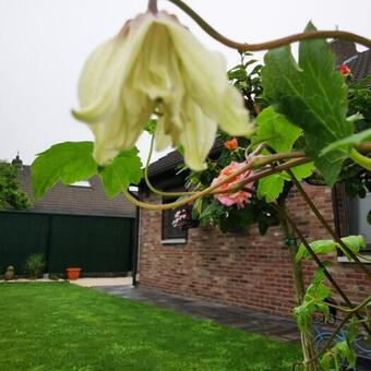 Clematis 'Amber'