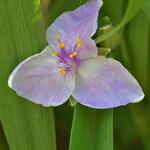 Tradescantia andersoniana 'Pink Chablis' - Eéndagsbloem