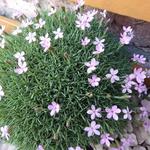 Dianthus subacaulis 'Vera' - Anjer