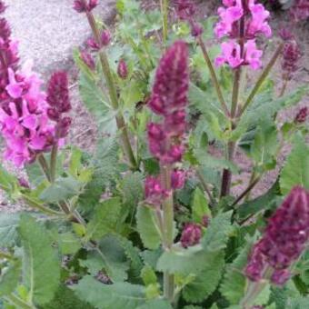 Salvia nemorosa 'MARVEL Rose'