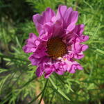 Cosmos bipinnatus 'Seashells Red' - Cosmos