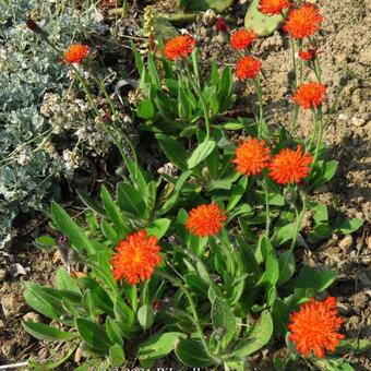 Pilosella aurantiaca