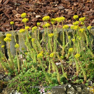 Tripmadam - Sedum reflexum