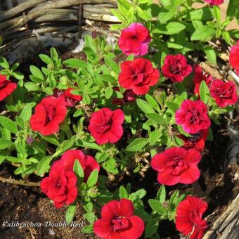 Calibrachoa 'Double Red'