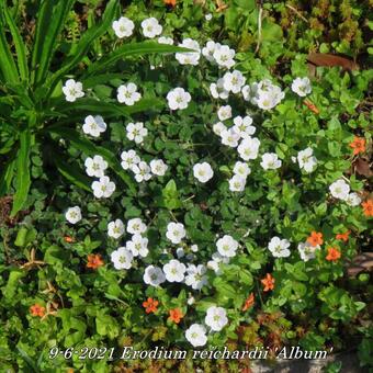 Erodium reichardii 'Album'