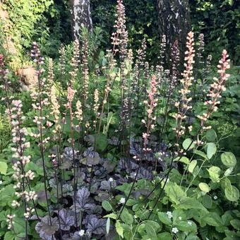 Heuchera 'Silver Scrolls'