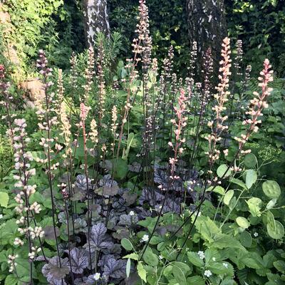 Purperklokje - Heuchera 'Silver Scrolls'