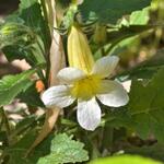 Rehmannia 'Schneetiger' - Chinese vingerhoedskruid