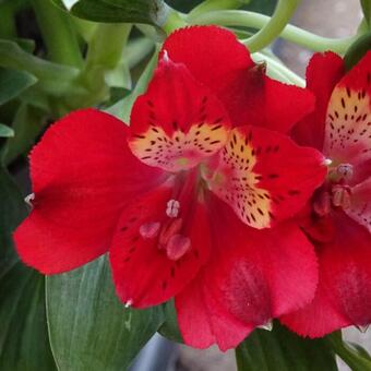 Alstroemeria 'INTICANCHA 'Doba'