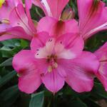 Alstroemeria 'INTICANCHA 'Romance' - Incalelie