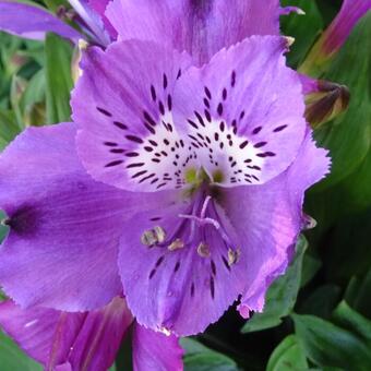 Alstroemeria INTICANCHA 'Indigo'