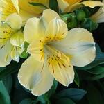 Alstroemeria INTICANCHA-SUN 'Havana' - Incalelie