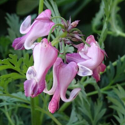 Gebroken hartje, tranend hartje - Dicentra 'Pink Diamonds'