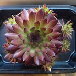 Sempervivum 'Zannalee' - Huislook