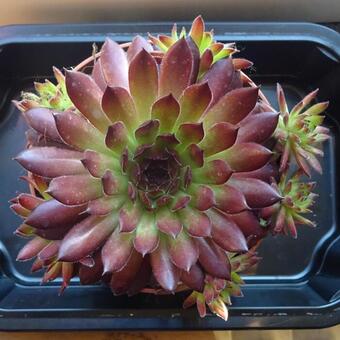 Sempervivum 'Zannalee'