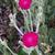 Lychnis coronaria 'Atrosanguinea'