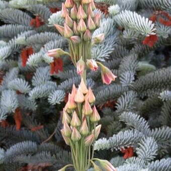 Allium siculum subsp. dioscoridis