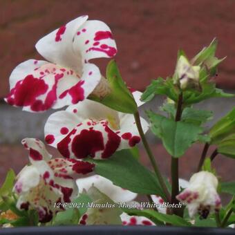 Mimulus 'Magic White Blotch'