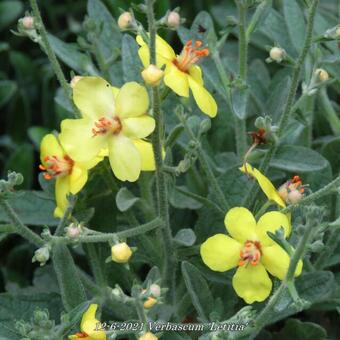 Verbascum 'Letitia'