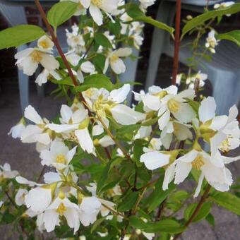 Philadelphus 'Lemoinei'