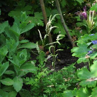 Aruncus aethusifolius 'Perlhuhn'