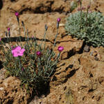 Dianthus gratianopolitanus 'Pink Jewel' - Rotsanjer