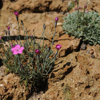 Dianthus gratianopolitanus 'Pink Jewel'