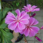 Lewisia cotyledon 'Elise' - Bitterkruid