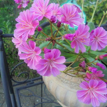 Lewisia cotyledon 'Elise'