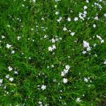 Dianthus subacaulis 'Vera' - Anjer