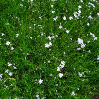 Phlox paniculata