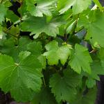 Vitis vinifera 'Dornfelder' - Druif, blauwe druif